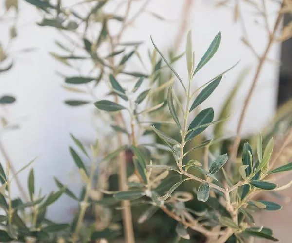 Calma House - Costa Blanca