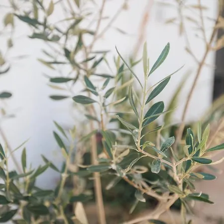 Calma House - Costa Blanca